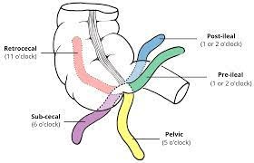  positions of appendix